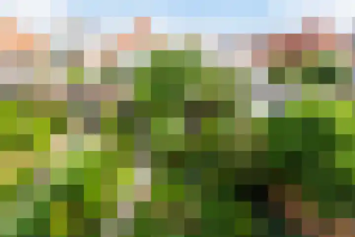 Groen van Prinstererkade 5 Maassluis thumbnail 40
