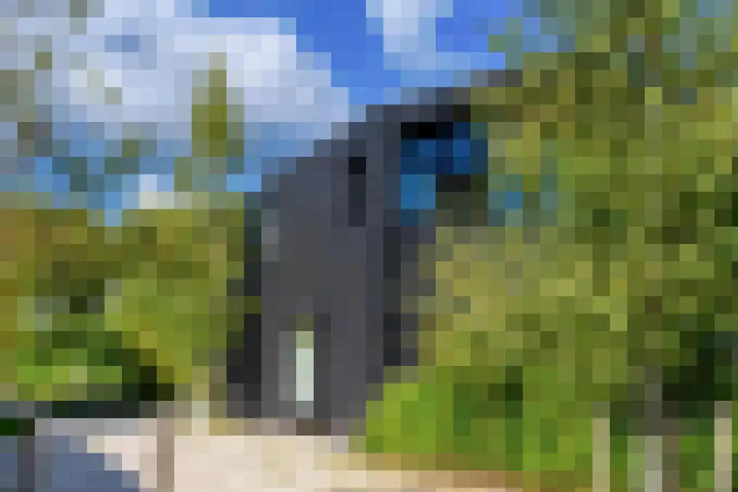 Groene kikker 4 Muiden thumbnail 30