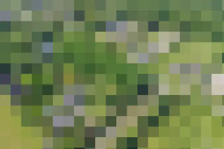 Groene Velden 145 Lelystad thumbnail 62