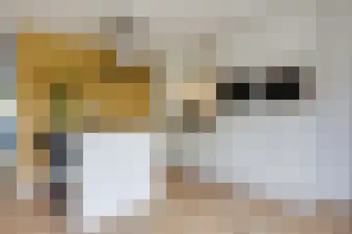 Groeneweide 1 Duiven thumbnail 24