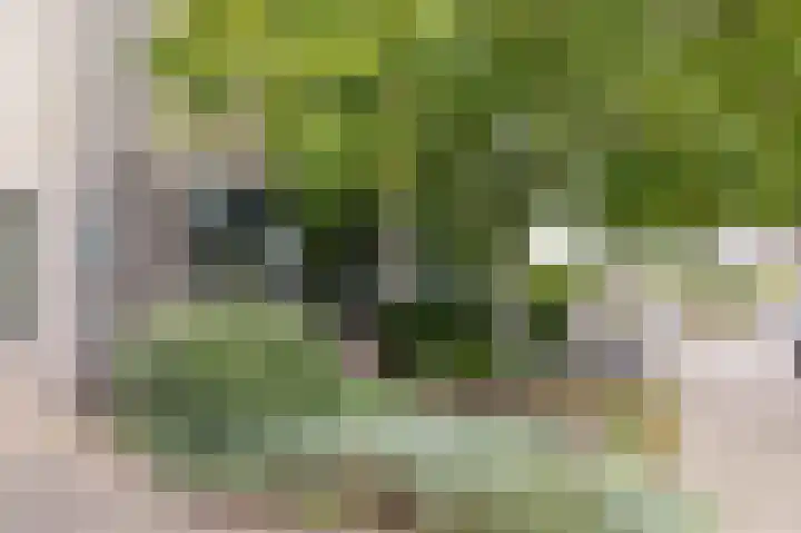 Groeneweide 1 Duiven thumbnail 74