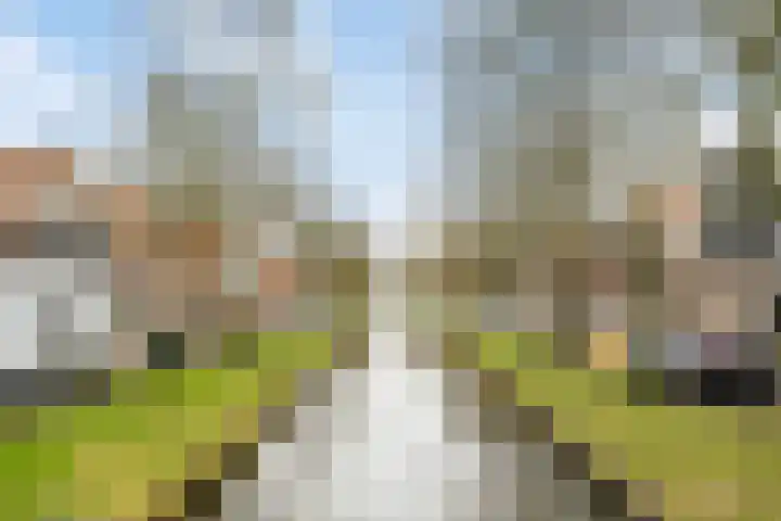 Groenland 5 Edam thumbnail 39