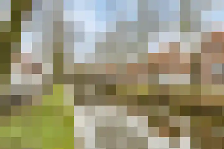 Groenland 5 Edam thumbnail 40