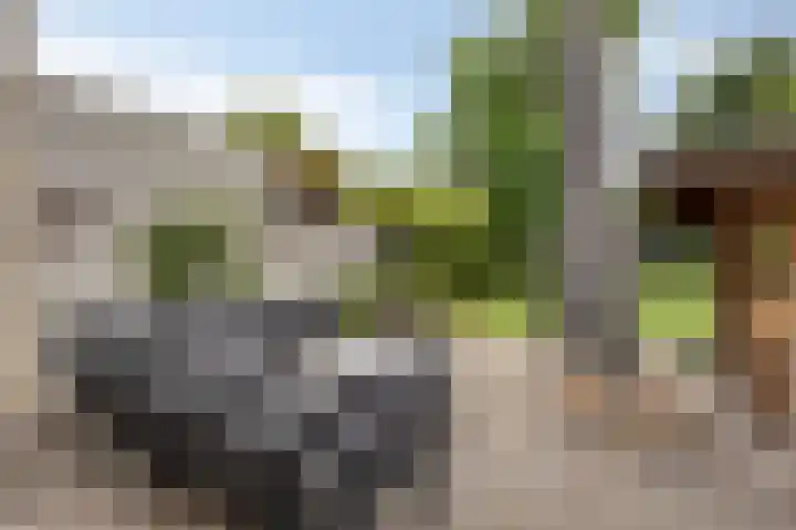Groenling 19 Boxmeer thumbnail 25