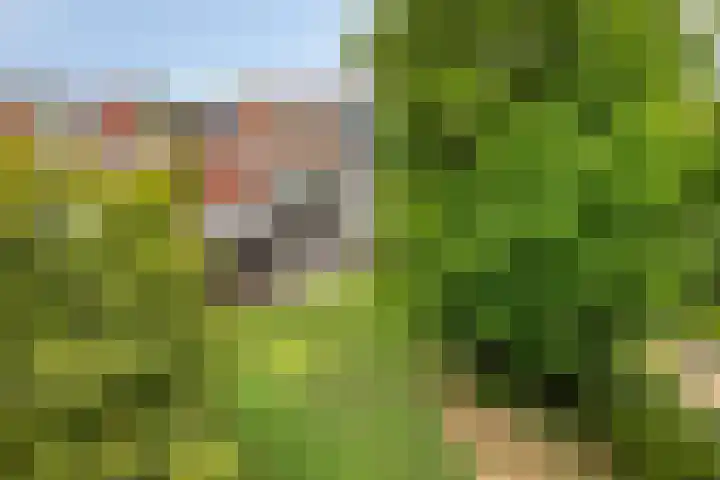 Groenling 19 Boxmeer thumbnail 30