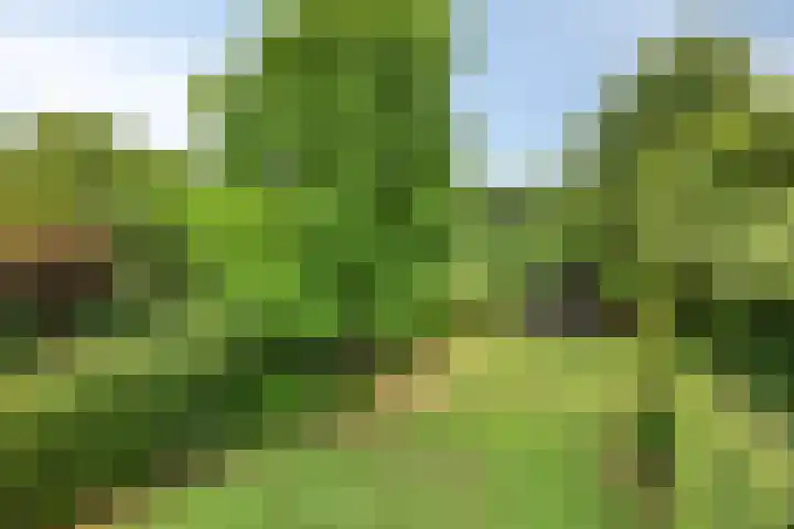 Groenling 19 Boxmeer thumbnail 31