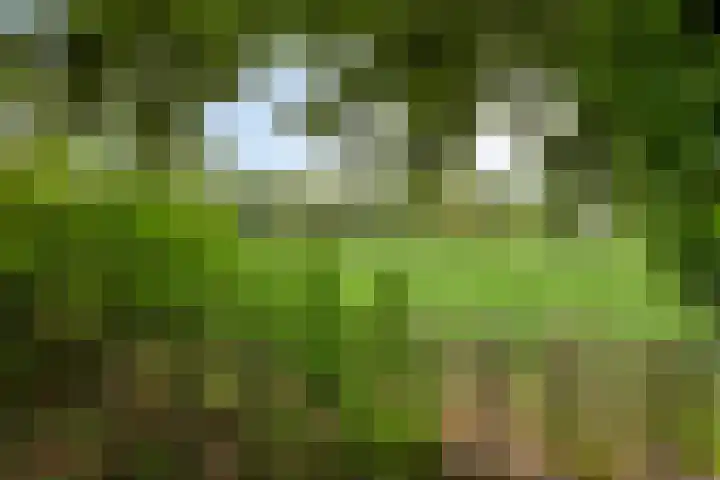 Groenling 19 Boxmeer thumbnail 32