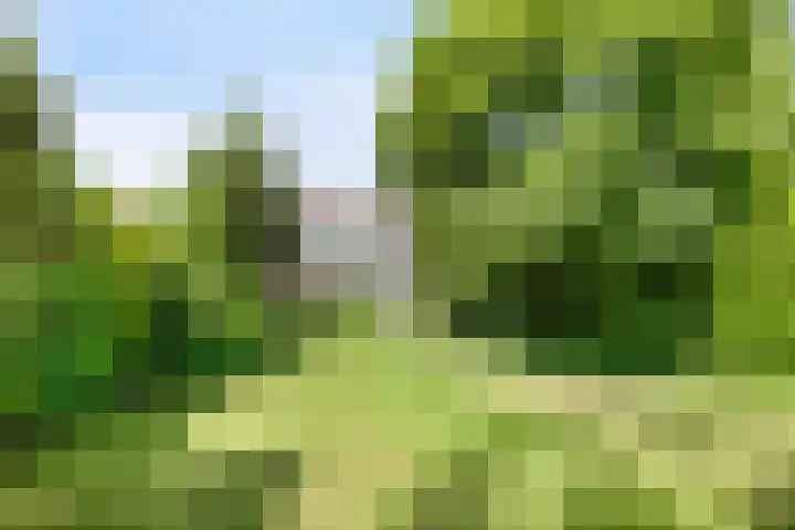 Groenling 21 Boxmeer thumbnail 39