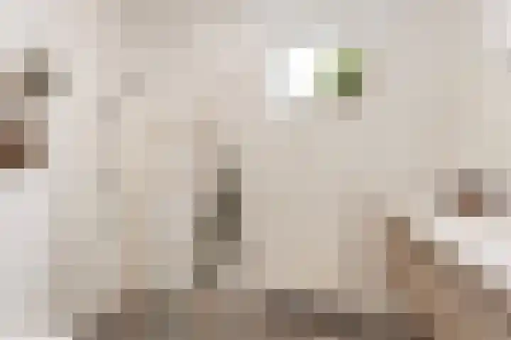 Groenstraat 2 A Eijsden thumbnail 21