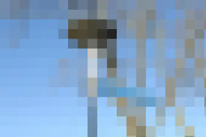 Groningerstreek 9 Stroobos thumbnail 4