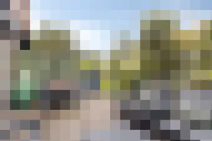 Groot Berkenbos 24 IJmuiden thumbnail 19