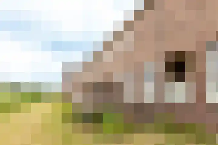 Groot Horloo 43 Ermelo thumbnail 27