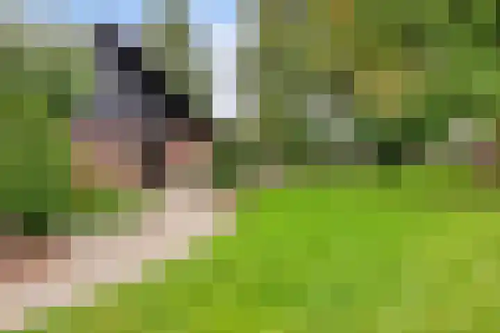 Grootdorp 65 Merselo thumbnail 42
