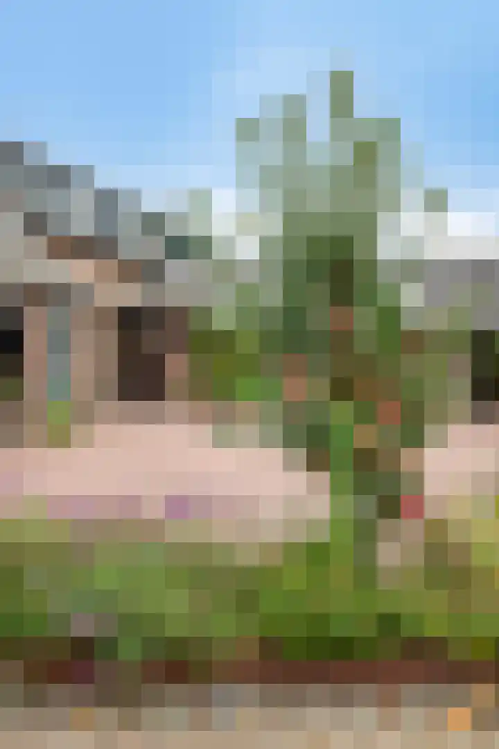 Grootdorp 65 Merselo thumbnail 49