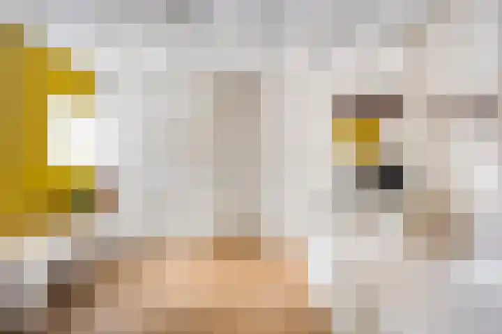 Grootdorp 65 Merselo thumbnail 7