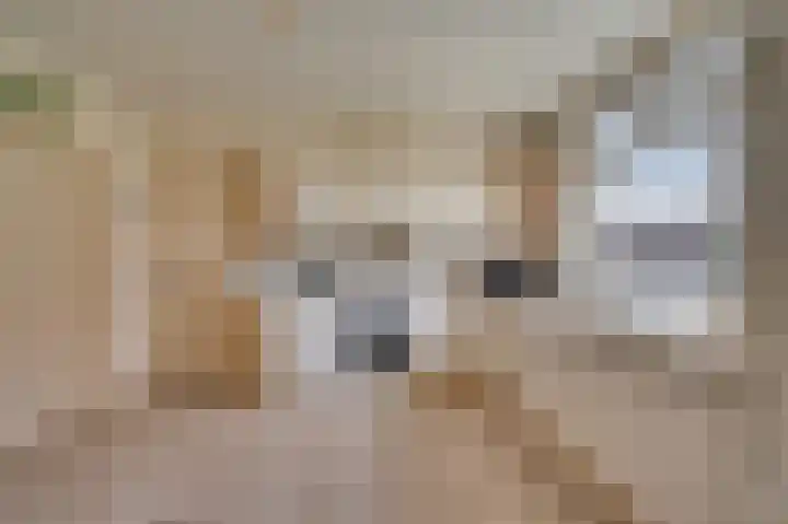 Grootdorp 9 Merselo thumbnail 10