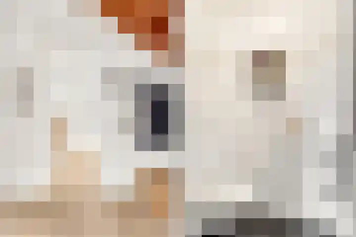 Grote Vos 3 Nijkerk thumbnail 8