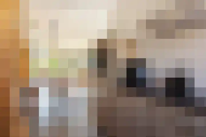 Grutto 13 Meerkerk thumbnail 14