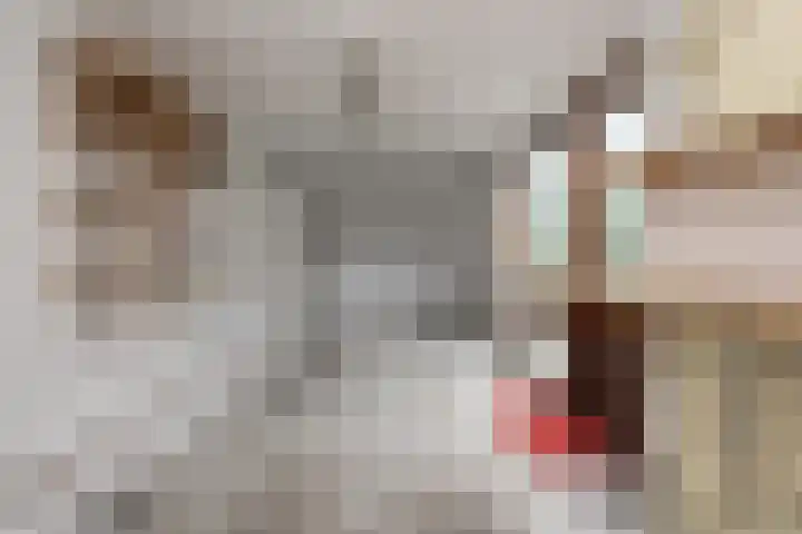 Grutto 5 Sommelsdijk thumbnail 15