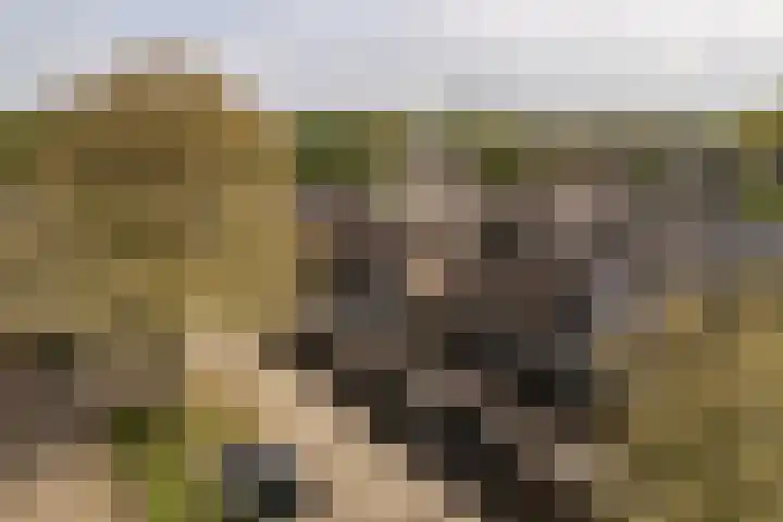 Grutto 98 Oss thumbnail 26