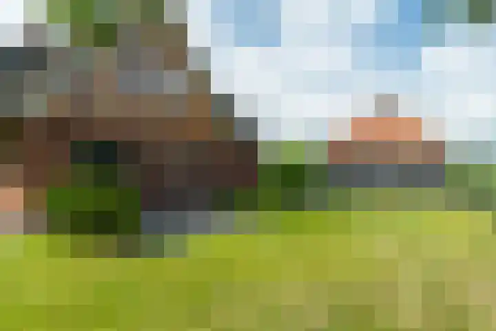 Haadwei 2 Damwâld thumbnail 43