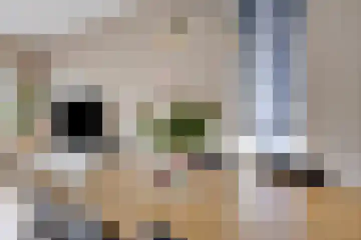 Haafakker 59 Leuth thumbnail 9