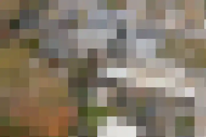 Haagbeemd 41 Eindhoven thumbnail 52