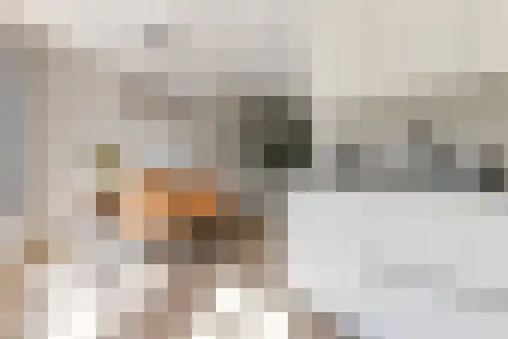 Haagwinde 2 Bladel thumbnail 14