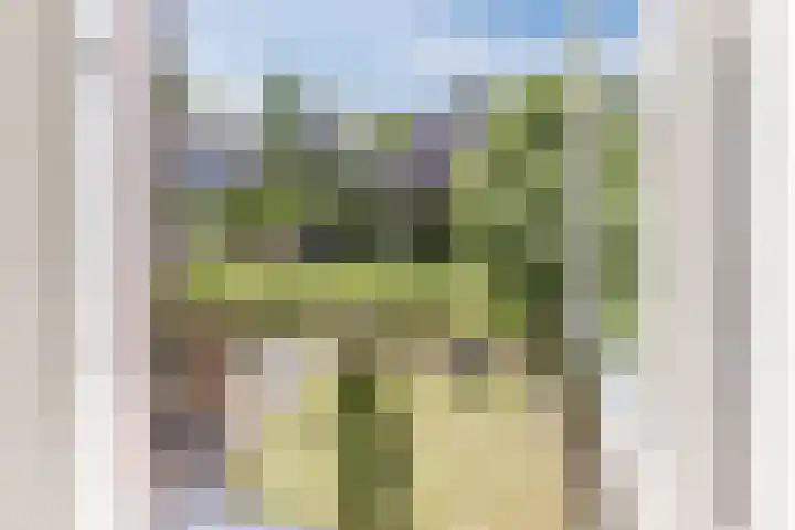 Haagwinde 2 Bladel thumbnail 30