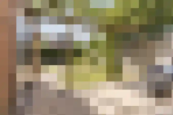 Haagwinde 2 Bladel thumbnail 31