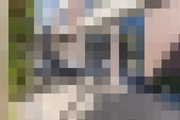 Haagwinde 2 Bladel thumbnail 32