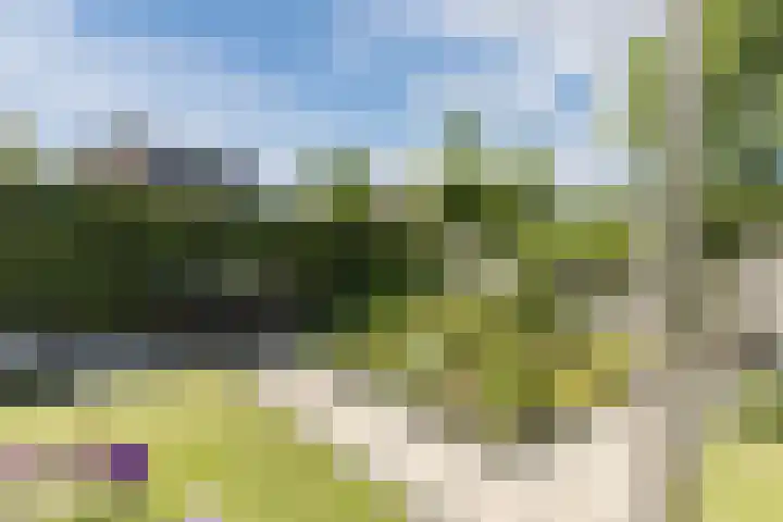 Haagwinde 2 Bladel thumbnail 35
