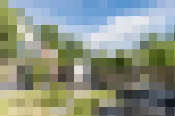 Haagwinde 2 Bladel thumbnail 38