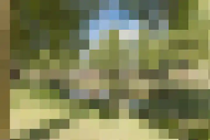 Haagwinde 2 Bladel thumbnail 39