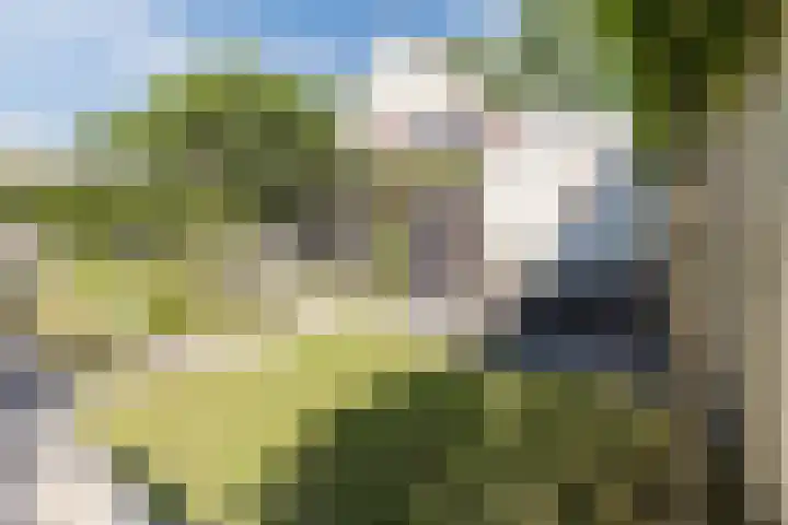 Haagwinde 2 Bladel thumbnail 4