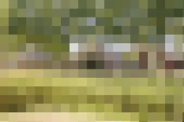 Haagwinde 2 Bladel thumbnail 42