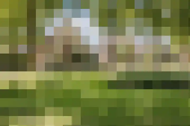 Haagwinde 2 Bladel thumbnail 43