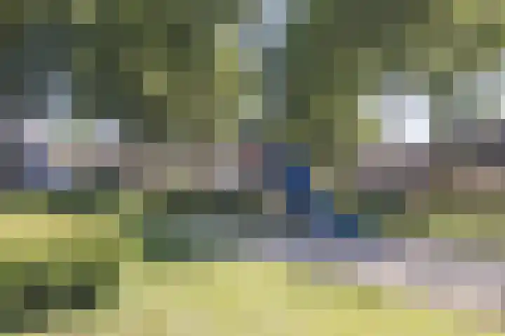 Haagwinde 2 Bladel thumbnail 44