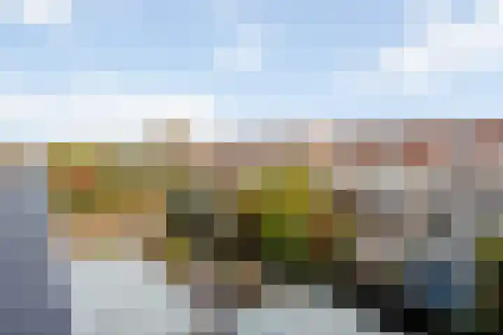 Haagwinde 2 Bladel thumbnail 7