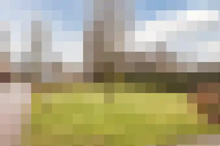 Haarskamp 40 Ruurlo thumbnail 38
