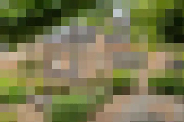 Haarspit 55 Denekamp thumbnail 40