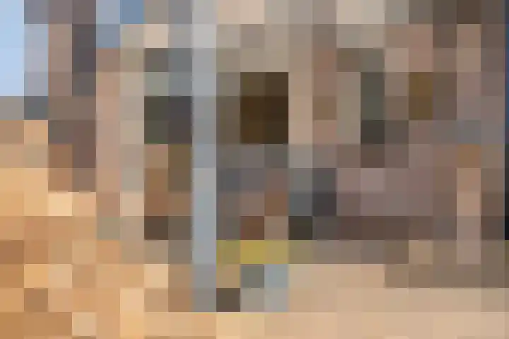 Hackfort 17 Almelo thumbnail 26
