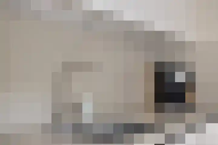 Hackfortallee 20 Duiven thumbnail 17
