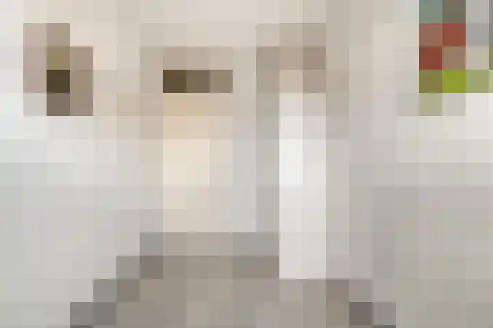 Haeckmate 100 Zwolle thumbnail 21