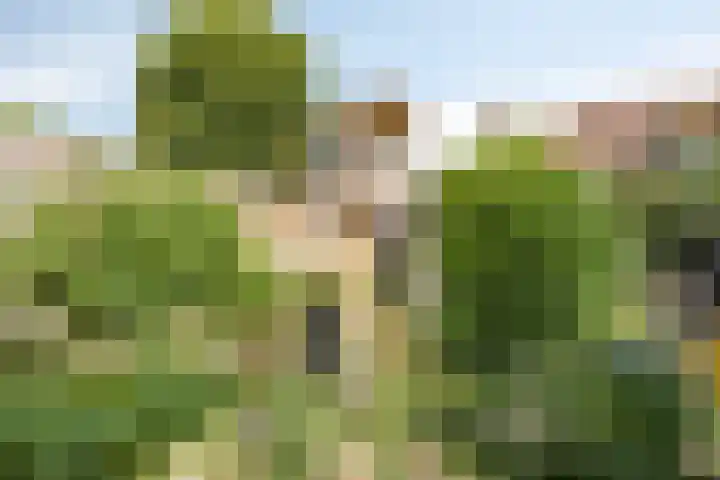 Hageldor 17 Nederweert thumbnail 29
