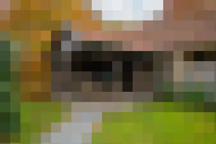 Hakschaer 6 Putten thumbnail 24