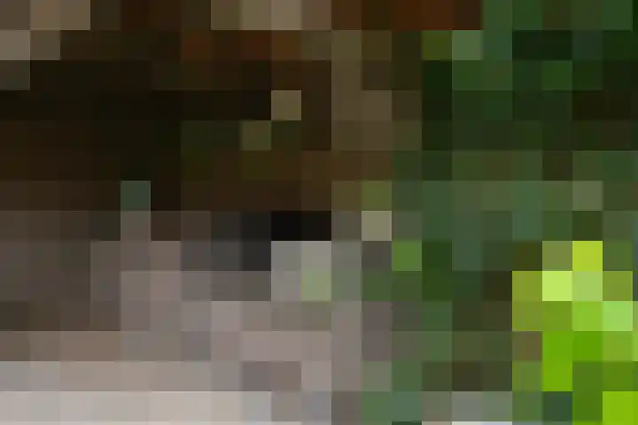 Hakschaer 6 Putten thumbnail 25