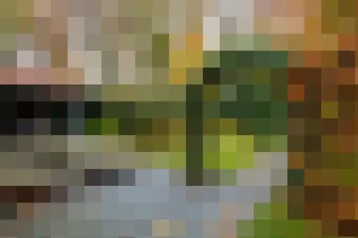 Hakschaer 6 Putten thumbnail 27