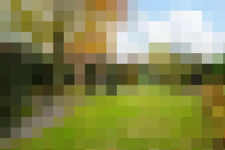 Hakschaer 6 Putten thumbnail 29