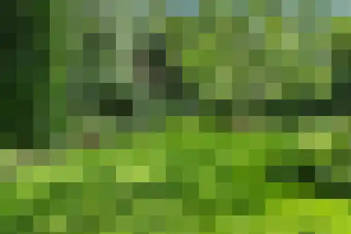Hal 29 Esch thumbnail 85
